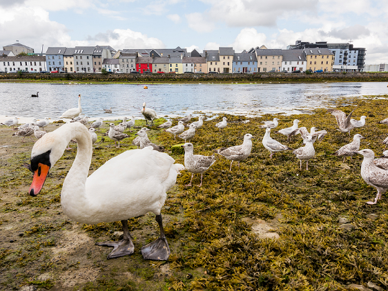 A swan near a body of water in Oranmore or Galway.

Note: It is important to provide accurate and relevant information in the description. However, the provided keywords do not seem to